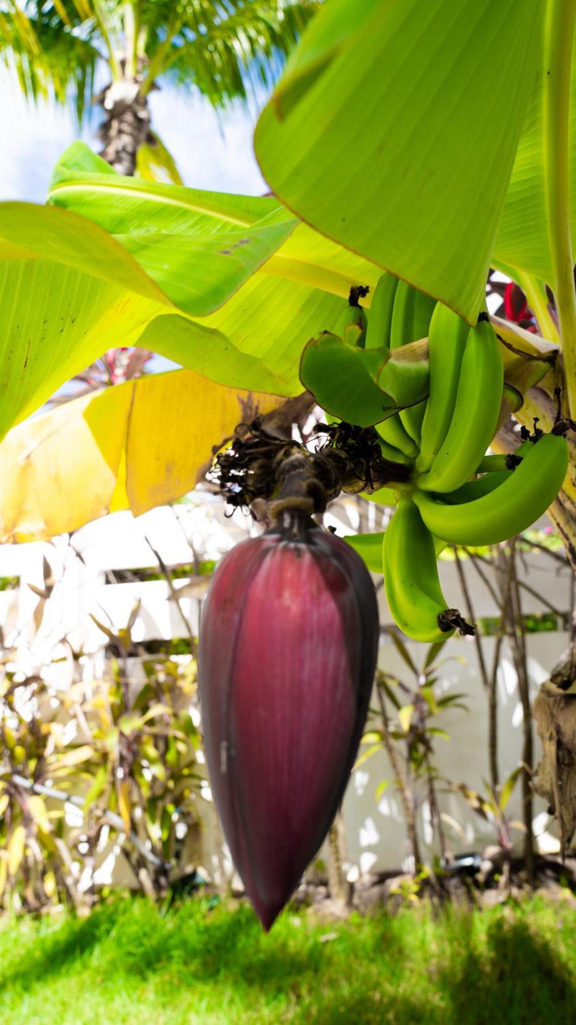 Boutique Hotel Las Flores Punta Cana Eksteriør bilde